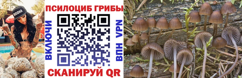 Галлюциногенные грибы Psilocybine cubensis  продажа наркотиков  Кубинка 